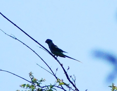 Psittacula columboides