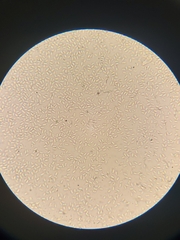 Flammulina velutipes