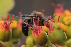 Colletes dimidiatus