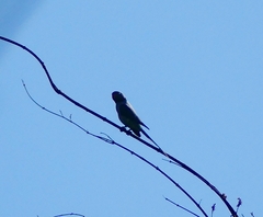 Psittacula columboides