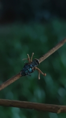 Ophiocordyceps dipterigena
