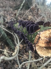 Trichaptum fuscoviolaceum