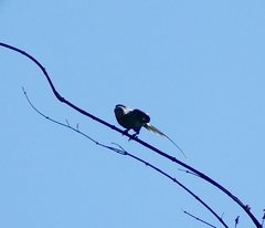 Psittacula columboides