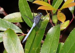Orthetrum julia