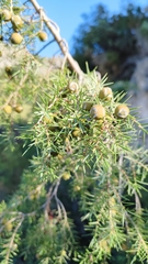 Juniperus oxycedrus