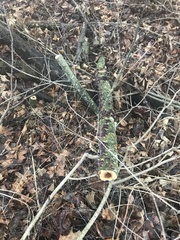 Trichaptum fuscoviolaceum