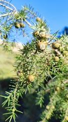 Juniperus oxycedrus