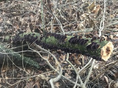 Trichaptum fuscoviolaceum