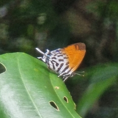 Drupadia ravindra