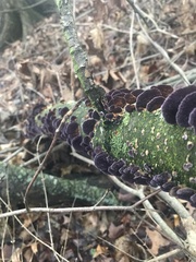 Trichaptum fuscoviolaceum