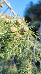 Juniperus oxycedrus