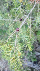 Juniperus oxycedrus