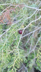 Juniperus oxycedrus