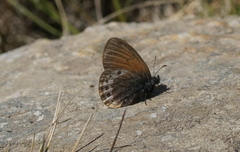 Coenonympha gardetta