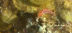 Cryptotomus roseus