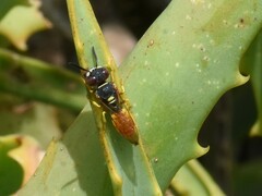 Philanthus triangulum