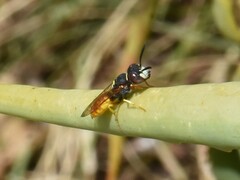 Philanthus triangulum
