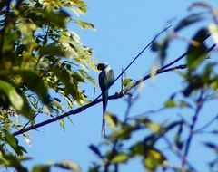 Psittacula columboides