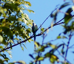 Psittacula columboides