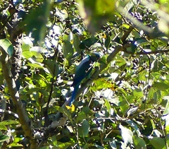 Psittacula columboides