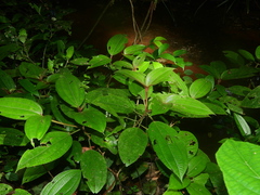 Miconia bracteata