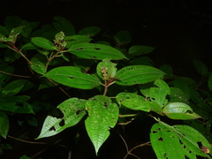 Miconia bracteata