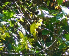 Iole indica