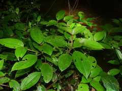 Miconia bracteata