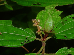 Miconia bracteata