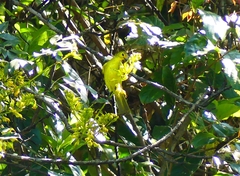 Iole indica