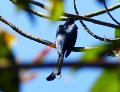 Surniculus dicruroides