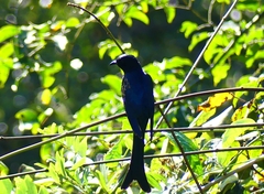 Surniculus dicruroides