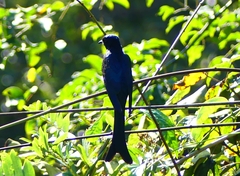 Surniculus dicruroides