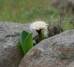 Haemanthus humilis hirsutus
