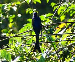 Surniculus dicruroides