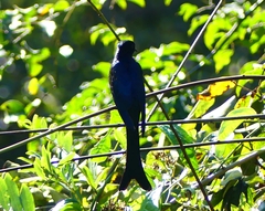 Surniculus dicruroides