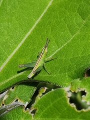 Staurorhectus longicornis