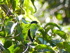 Surniculus dicruroides