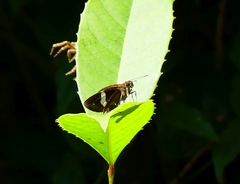 Notocrypta paralysos