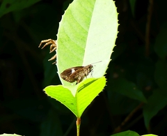 Notocrypta paralysos