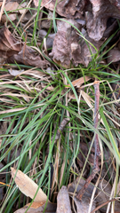 Carex pedunculata