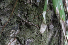 Anolis capito