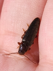 Elaterinae