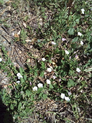 Convolvulus arvensis