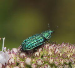 Melyris