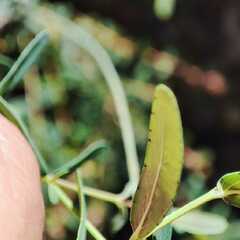 Hypericum linariifolium