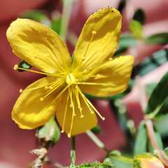 Hypericum linariifolium
