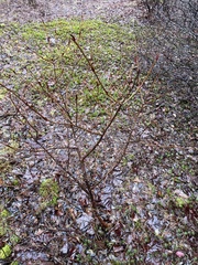 Viburnum cassinoides
