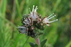 Lobostemon capitatus