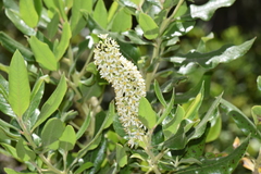 Escallonia pulverulenta